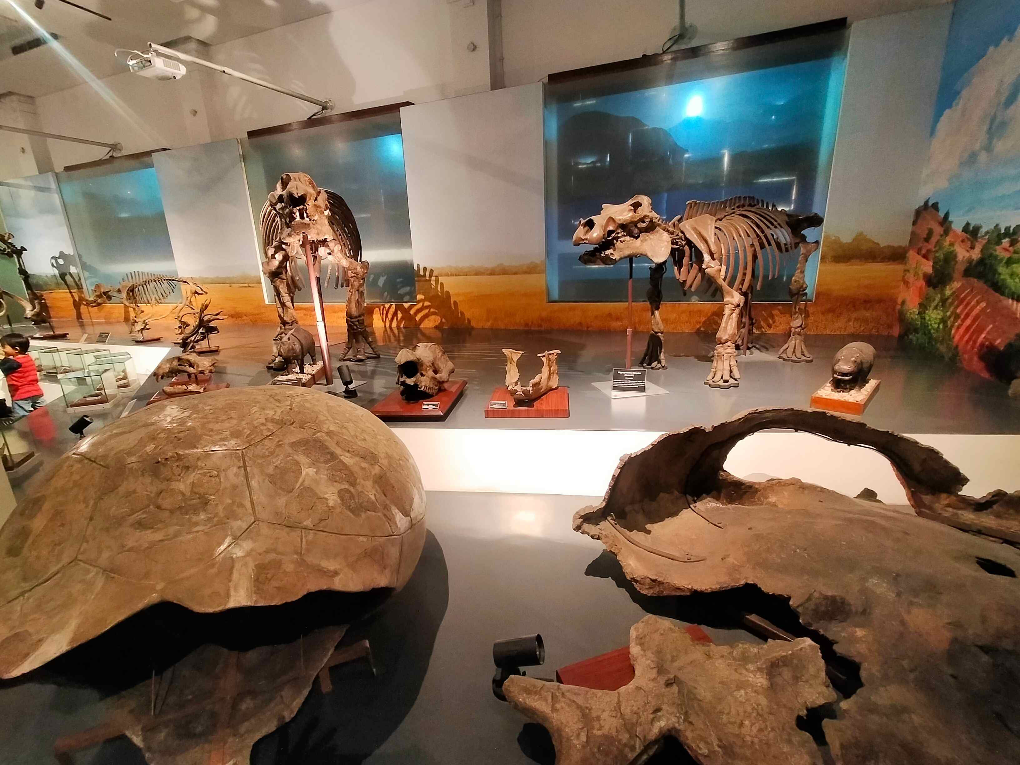 Fosil Celebochoerus heekereni dan Fauna Sulawesi, koleksi Museum Geologi Bandung (Foto: Fabian S.R.)