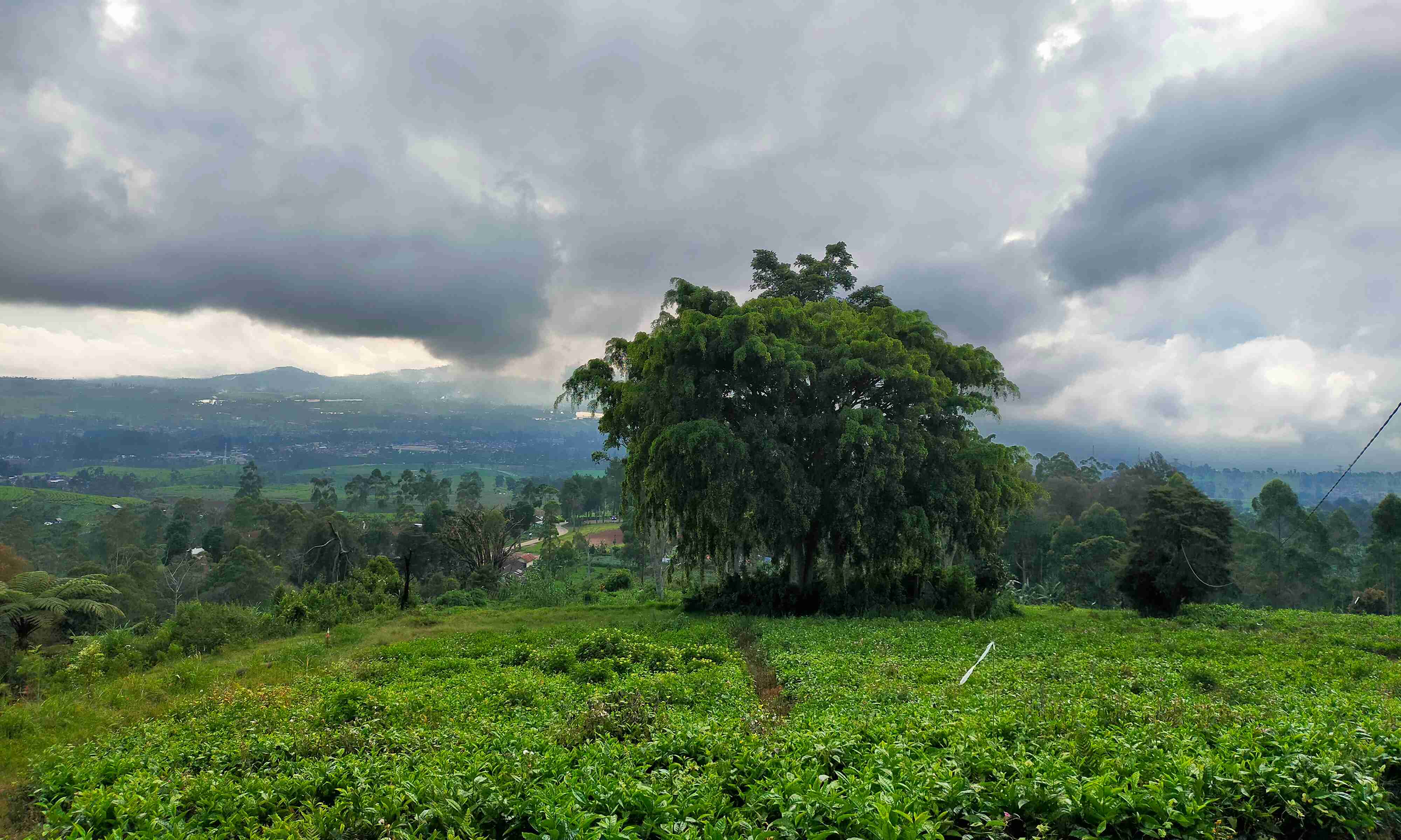 Pohon Beringin dekat makam (Foto: Dokumen Penulis)