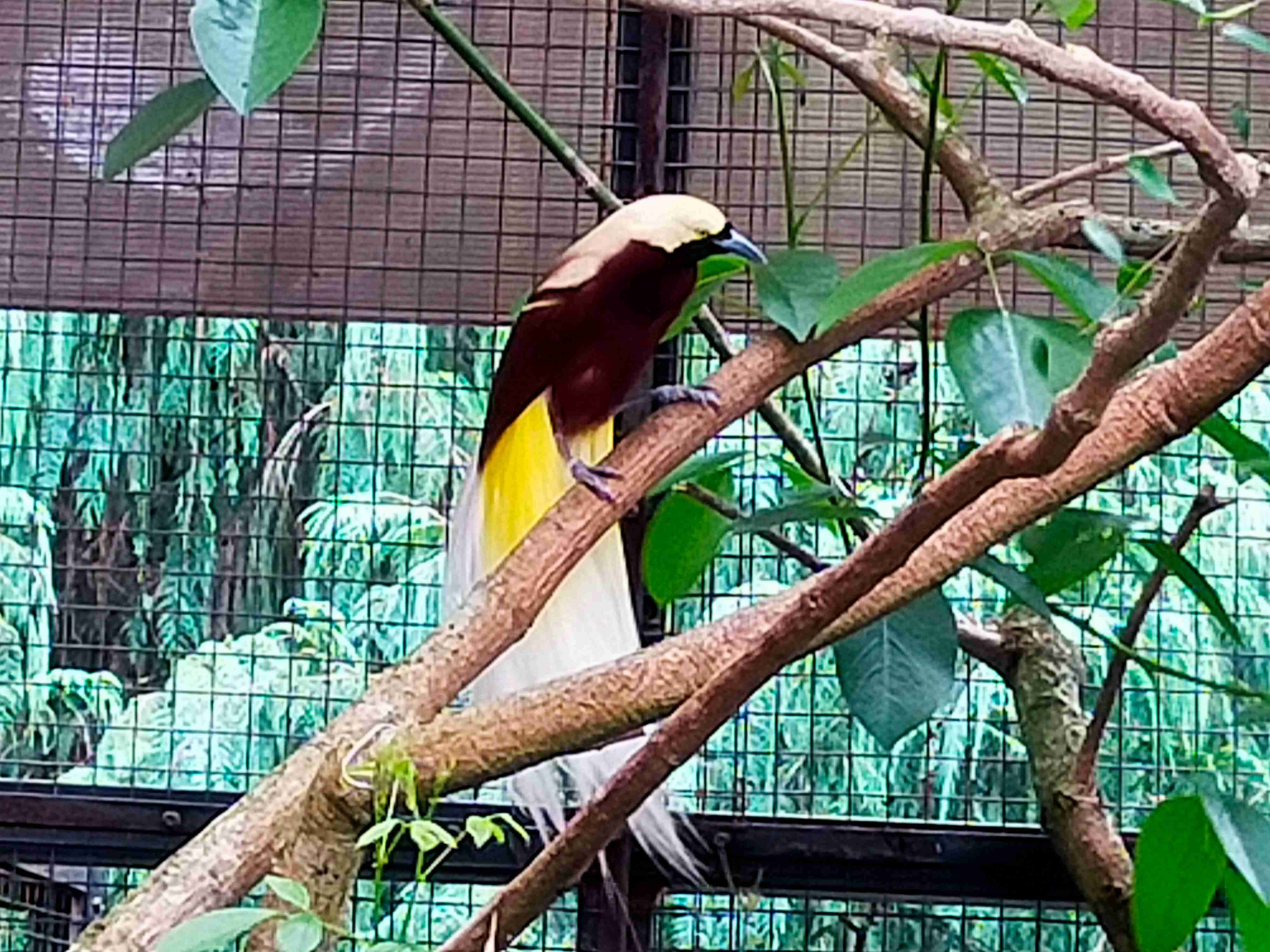 Jantan mencapai kematangan seksual penuh setelah lima hingga tujuh tahun. (Foto: Fabian S.R.)