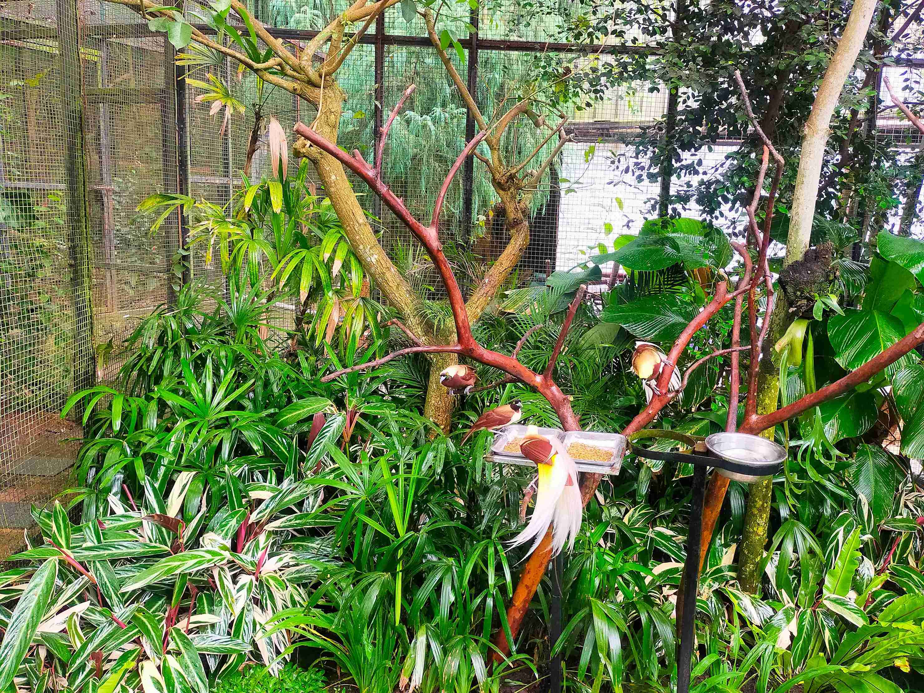 Makanan utama cendrawasih kuning besar adalah buah-buahan hutan (Foto: Fabian S.R.)