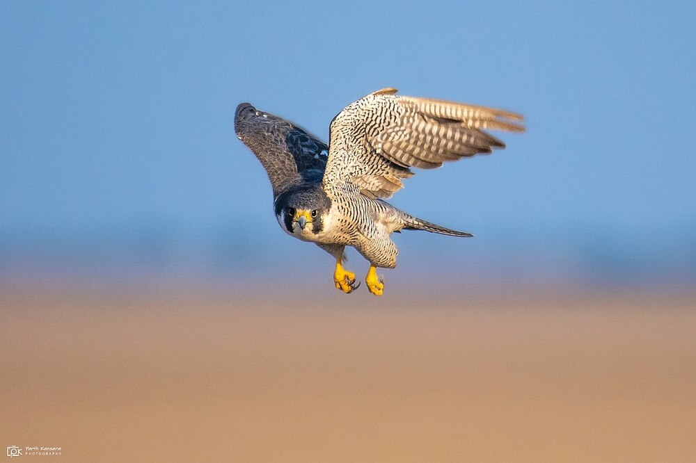 Falco ok_Wikimedia Commons_Parth Kansara