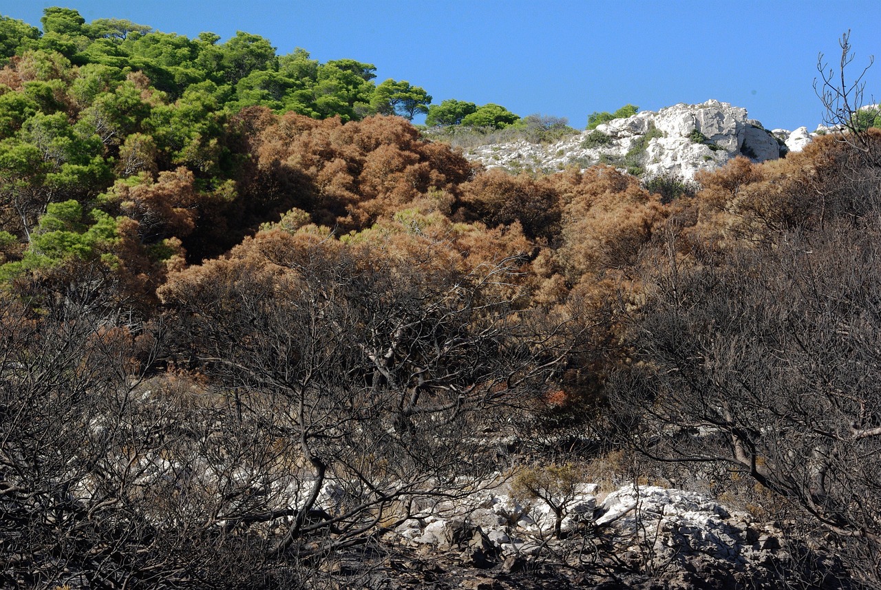 https://pixabay.com/photos/pinewood-fire-burnt-pine-marseille-3710491/
