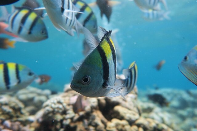 Dumbaya Goronga atau Sersan Indo-Pasifik (Abudefduf vaigiensis) disebut juga Sersan Mayor adalah spesies ikan damsel dari famili Pomacentridae ((Foto: commons.wikimedia.org)