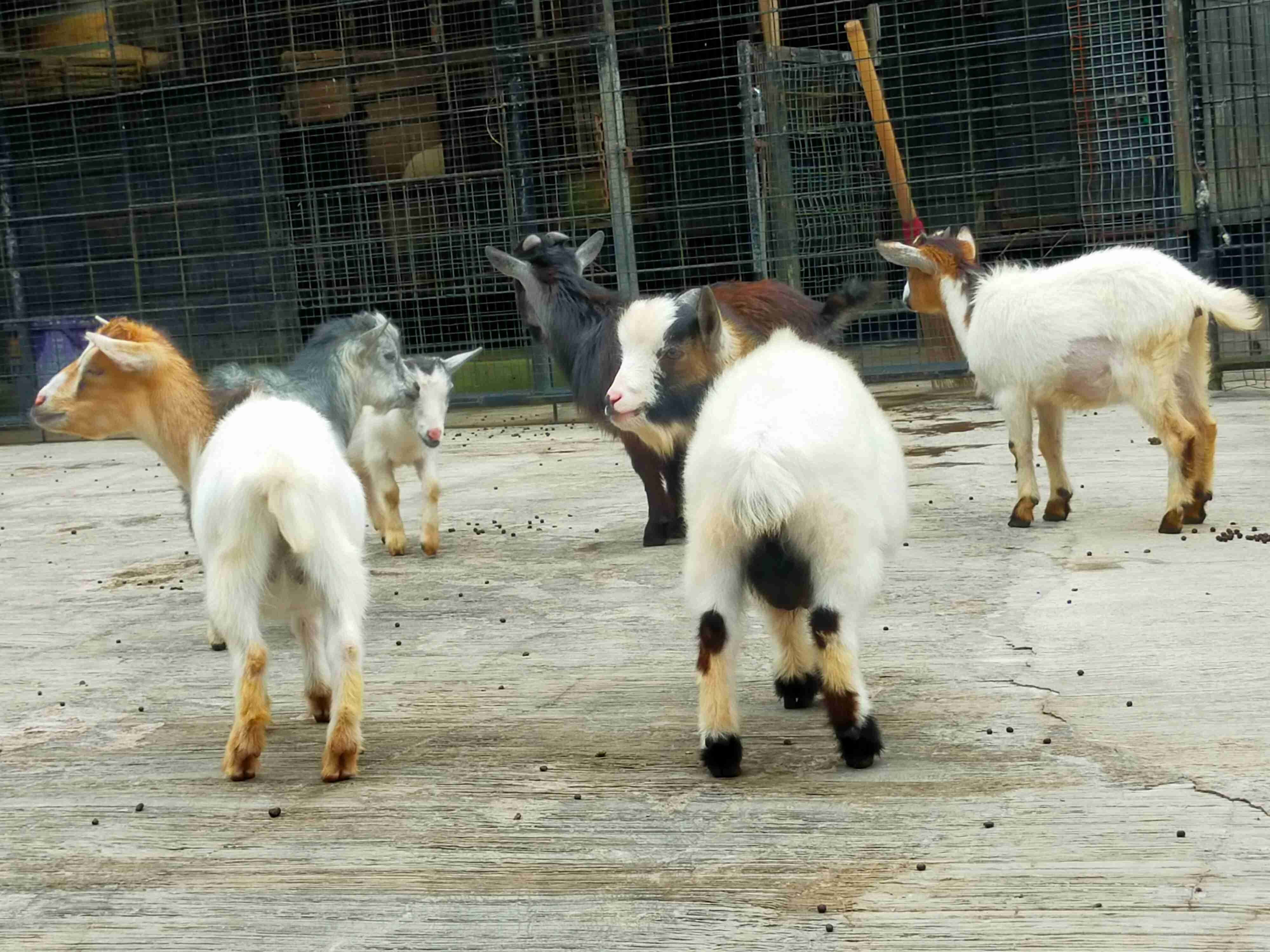 Koloni Kambing Pigmy dalam kandang (Foto: Fabian S.R.)