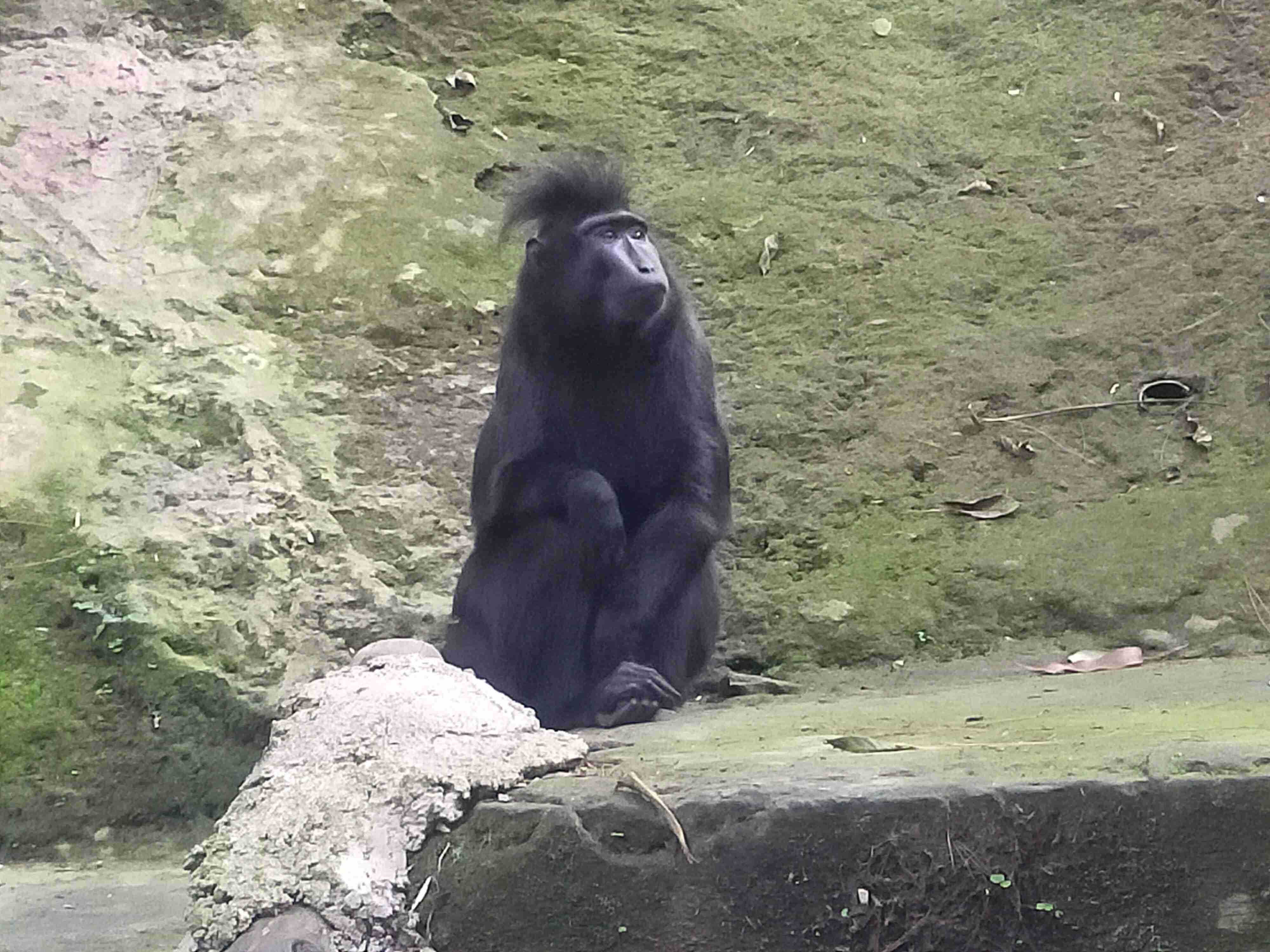 Yaki atau monyet hitam Sulawesi adalah primata endemik Indonesia yang hanya hidup di Sulawesi Utara (Foto: Fabian S.R.)