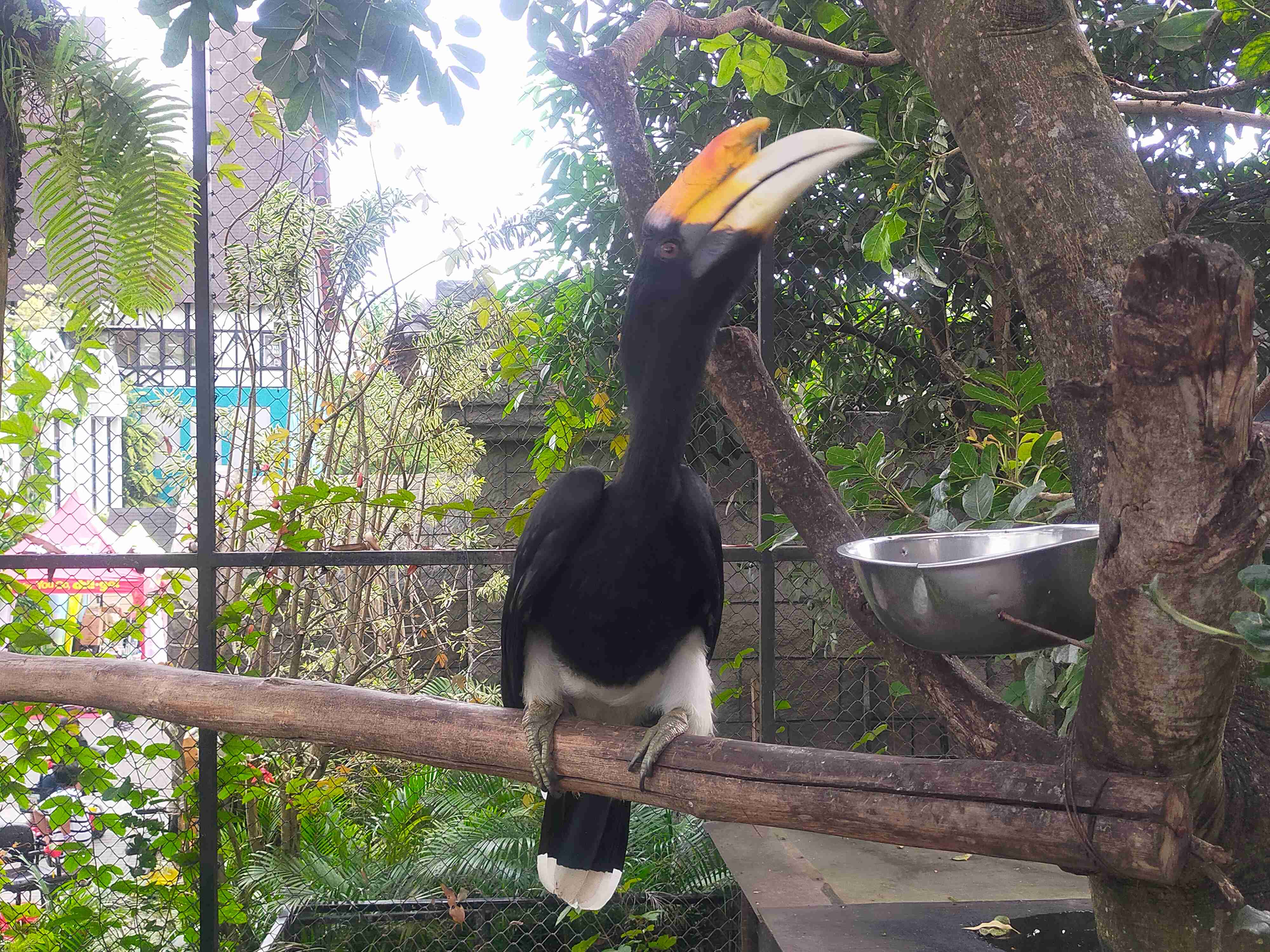 Rangkong Badak Koleksi Lembang Park & Zoo Cimahi (Foto: Fabian S.R.)