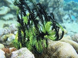 Crinoidea (lili laut) adalah suatu kelas binatang laut yang berbentuk seperti bunga lili. (Foto: commons.wikimedia.org)