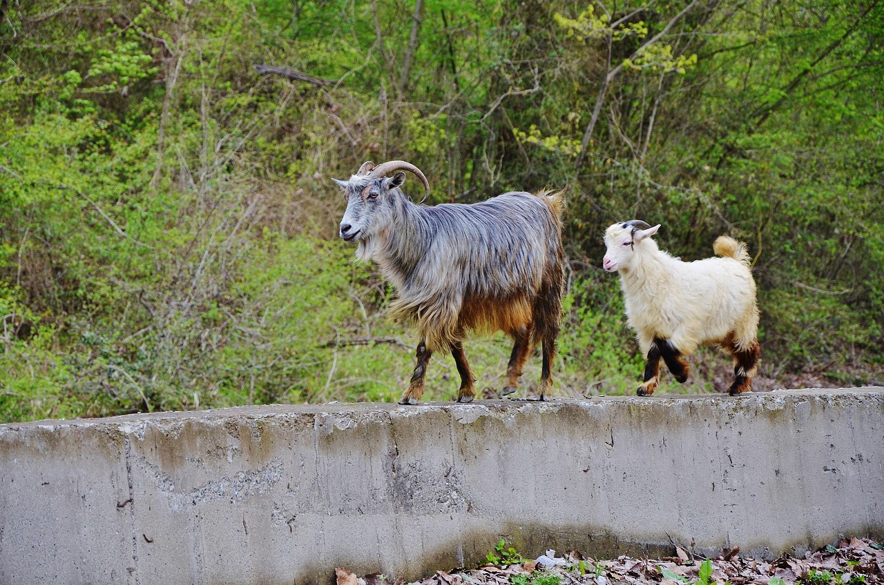 Kambing pigmy dan kambing biasa (https://pixabay.com/id/photos/kambing-satwa-tanah-pertanian-alam-2632143/)