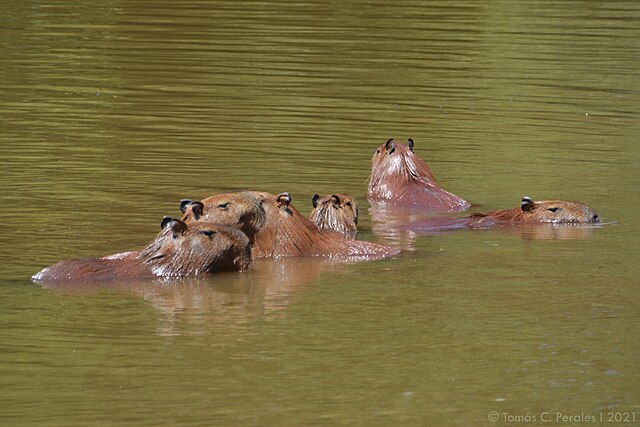 Air adalah pusat kehidupan kapibara (Gambar: https://commons.wikimedia.org/w/index.php?search=kapibara&title=Special%3AMediaSearch&type=image)