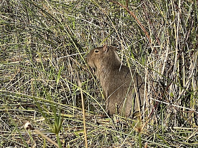 Mereka berkomunikasi menggunakan suara siulan, dengusan, dan gonggongan pendek (Gambar: https://commons.wikimedia.org/w/index.php?search=kapibara&title=Special%3AMediaSearch&type=image)