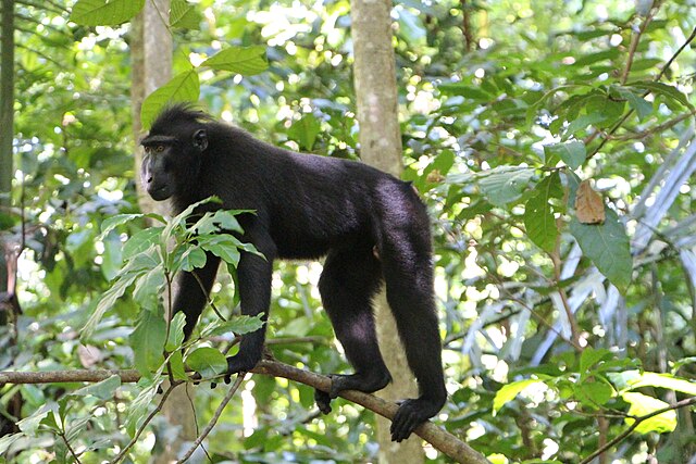 Aktivitas harian yaki berlangsung pada siang hari, menjadikannya primata diurnal. Ia bersifat semiarboreal, aktif di pohon dan di tanah (Gambar: https://commons.wikimedia.org/w/index.php?search=Celebes+crested+macaque&title=Special%3AMediaSearch&type=image)