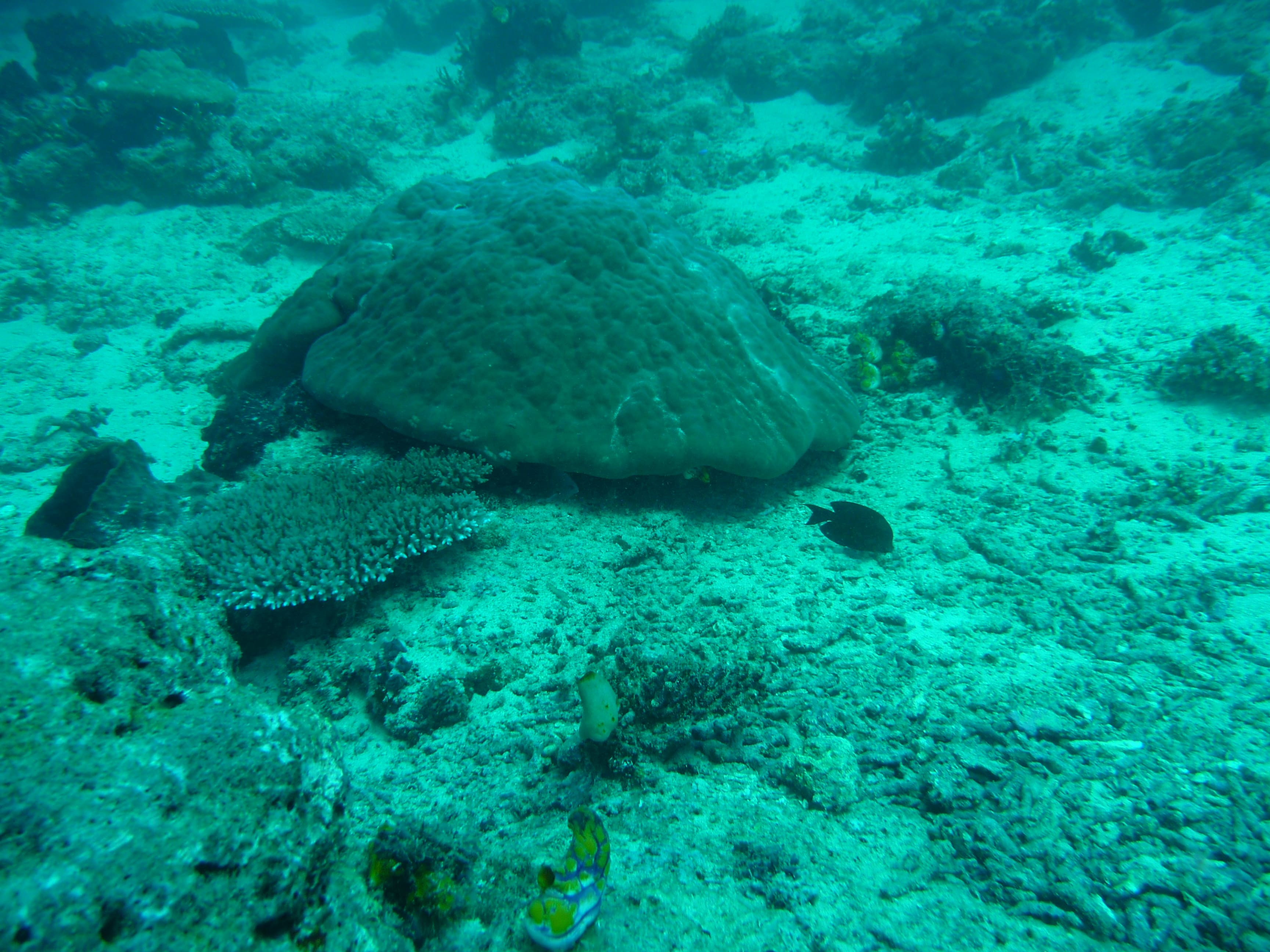 Penampakan sebagian karang yang rusak | Foto: Dokumentasi Pribadi