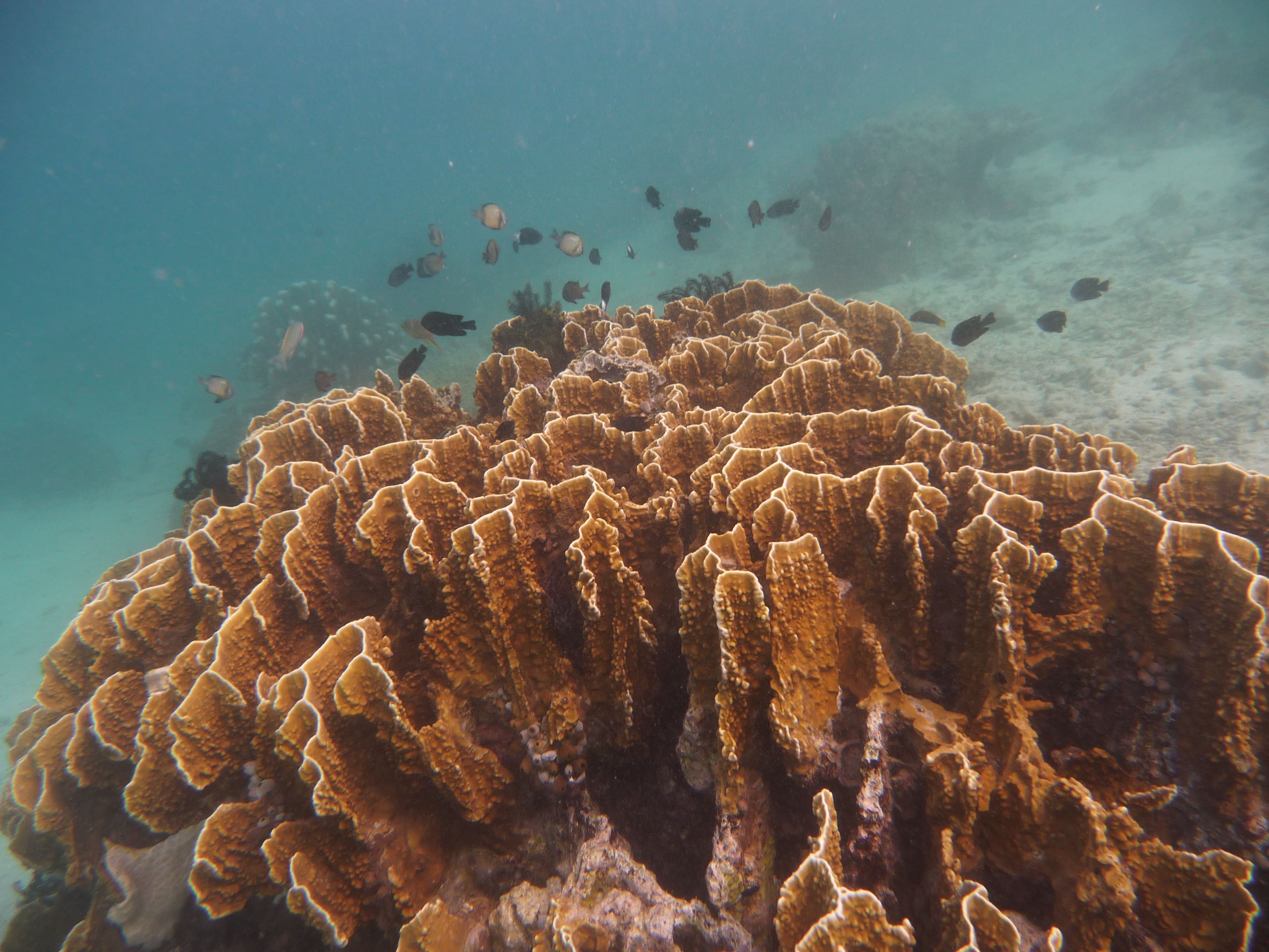 Terumbu karang di teluk Palu | Foto: Dokumentasi Pribadi