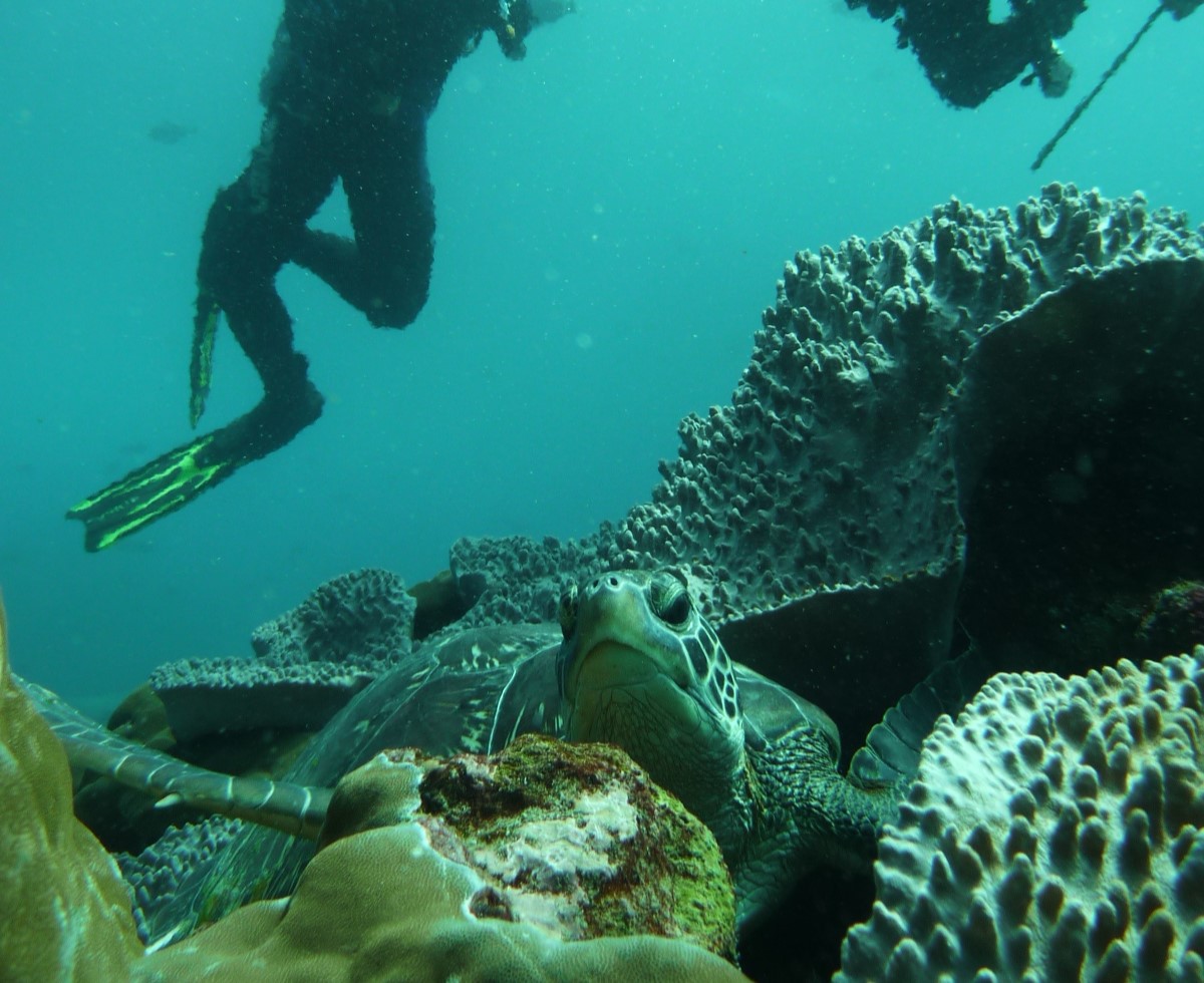 Penyu di pulau Nusa Penida | Foto: Dokumentasi Pribadi