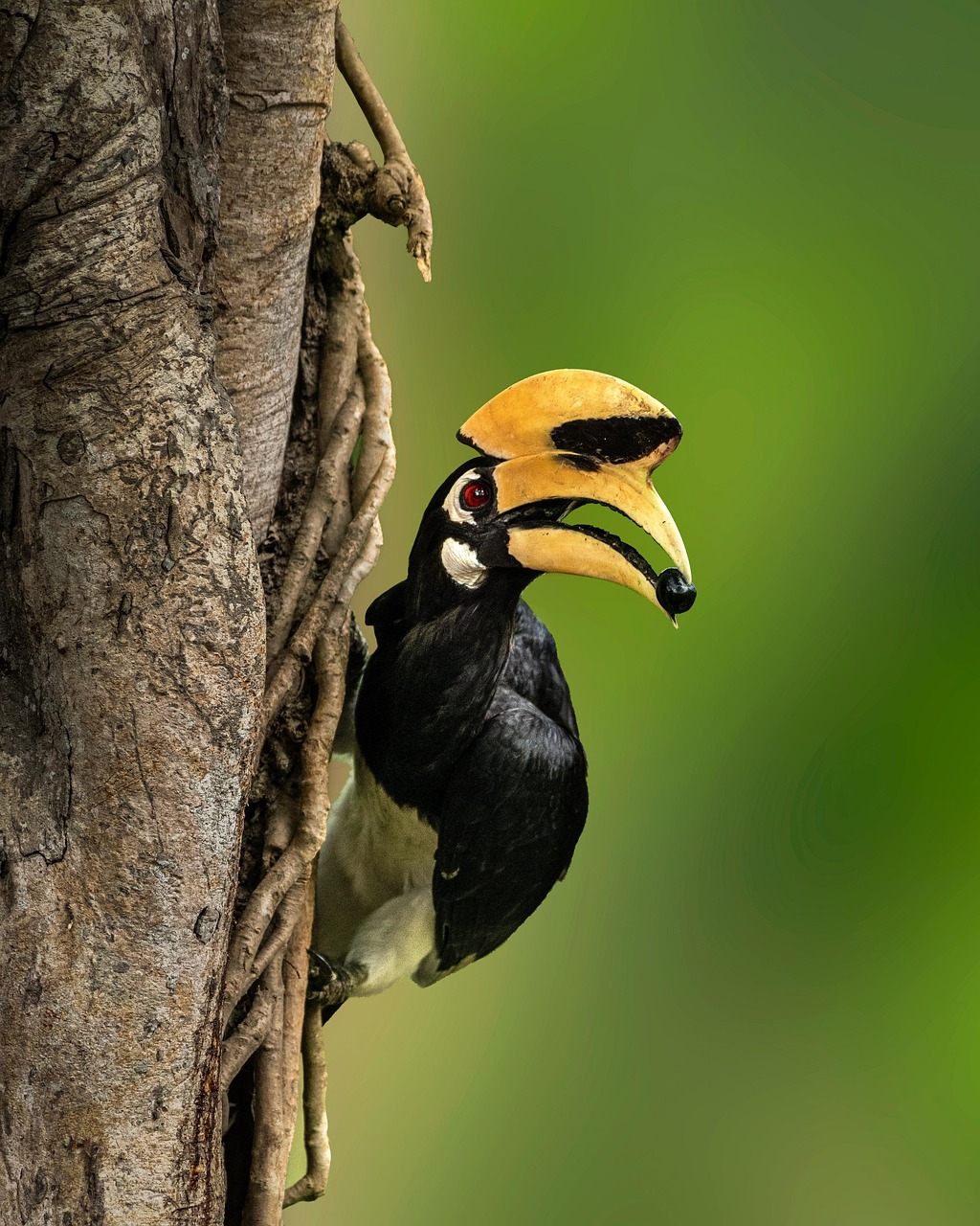 Makanan utama rangkong badak adalah buah-buahan hutan (Gambar: https://pixabay.com/id/photos/rangkong-burung-paruh-liar-6265109/)