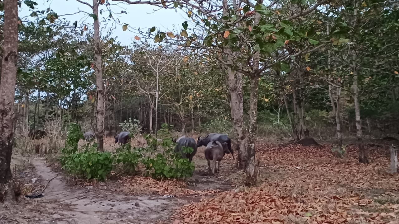 Kondisi Lingkungan di SM Cikepuh I Sumber : Dokumentasi Pribadi