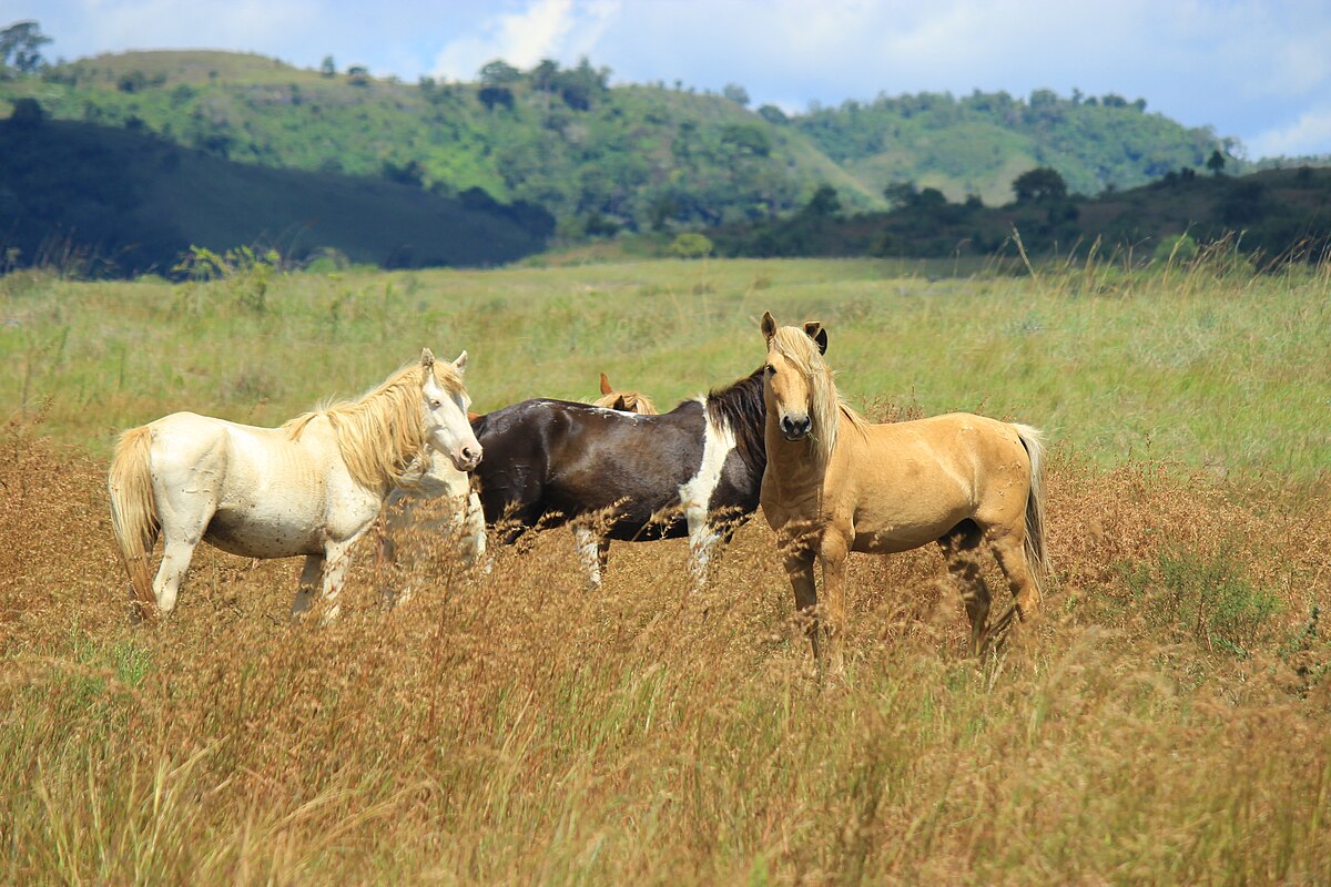 Kuda cendana (Sandalwood pony) Sumba NTT | Foto: Wikimedia Commons/Zahrasrtn