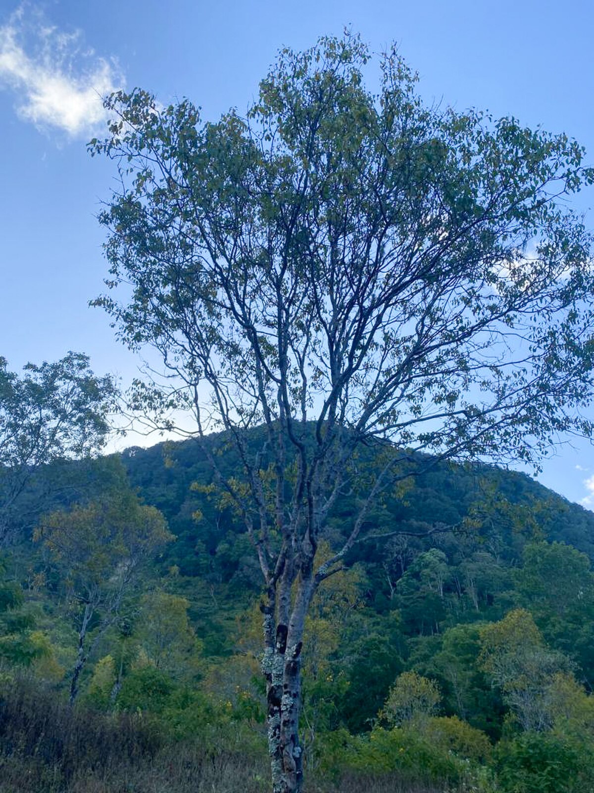 Pohon cendana (Santalum album L.) yang tumbuh subur di NTT | Foto: Wikimedia Commons/Yanti Mesak