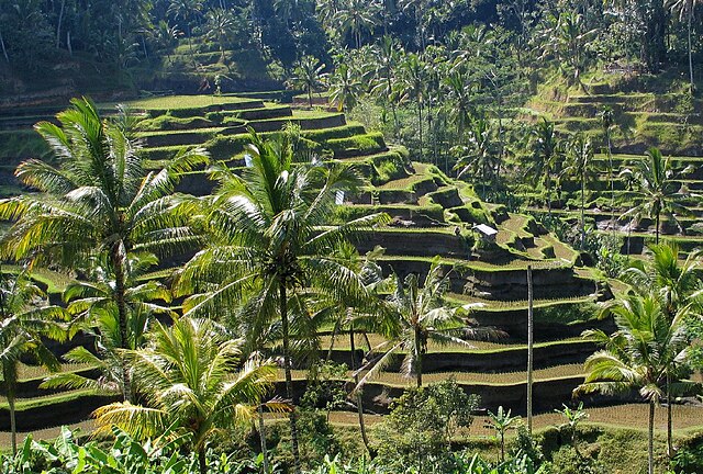 Subak Bali Masuk Warisan Budaya Dunia UNESCO | Foto: Wikimedia Commons/Bali Panorama