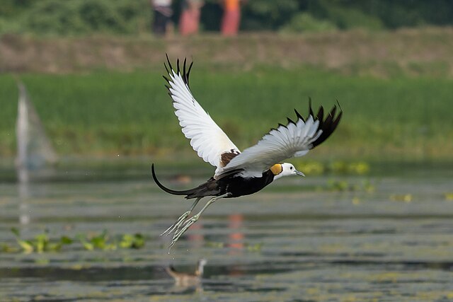 Terlihat sangat cantik saat terbang (Gambar: https://commons.wikimedia.org/w/index.php?search=Hydrophasianus+chirurgus&title=Special%3AMediaSearch&type=image) 