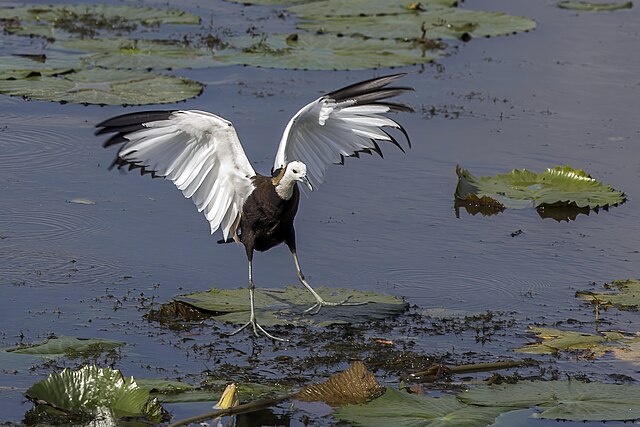 Burung sepatu teratai hinggap atau berjalan di atas daun teratai, maka disebut burung sepatu teratai (Gambar: https://commons.wikimedia.org/w/index.php?search=Hydrophasianus+chirurgus&title=Special%3AMediaSearch&type=image)
