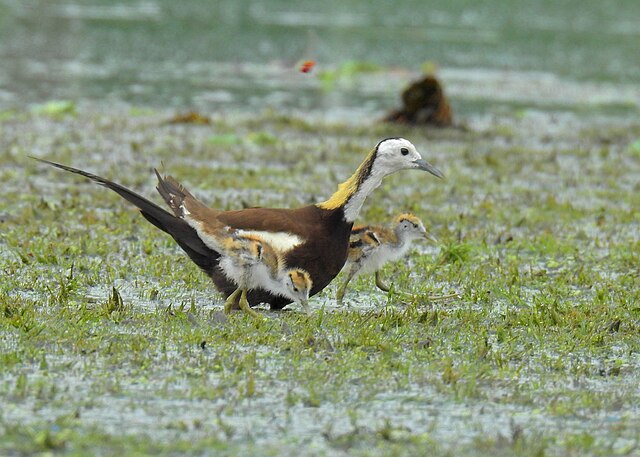 Burung Sepatu Teratai sedang mengasuh anak-anaknya (Gambar: https://commons.wikimedia.org/w/index.php?search=Hydrophasianus+chirurgus&title=Special%3AMediaSearch&type=image)