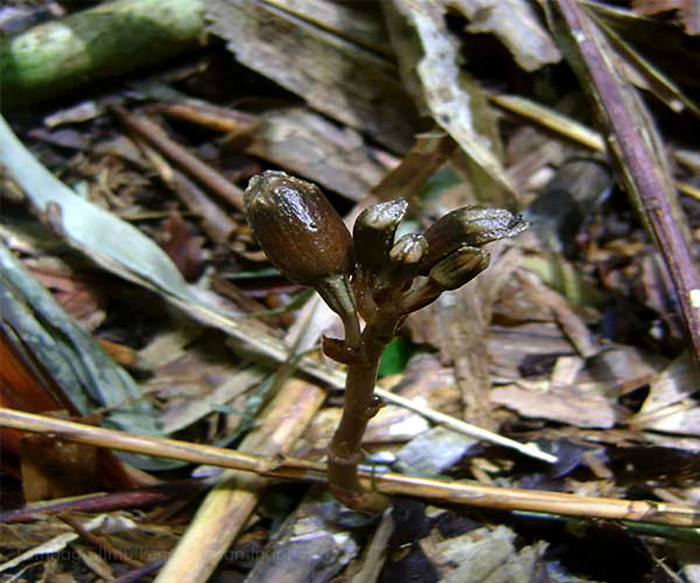 Bunga anggrek hantu ini sempat ditetapkan sebagai bunga endemik Jawa, sebab hanya ditemukan di Yogyakarta dan Jawa Barat. Foto: LIPI
