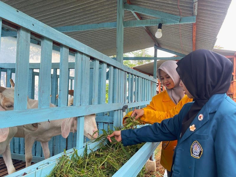 memberika makan kambing, salah satu aktivitas yang bisa dilakukan di sukawa edupark magelang