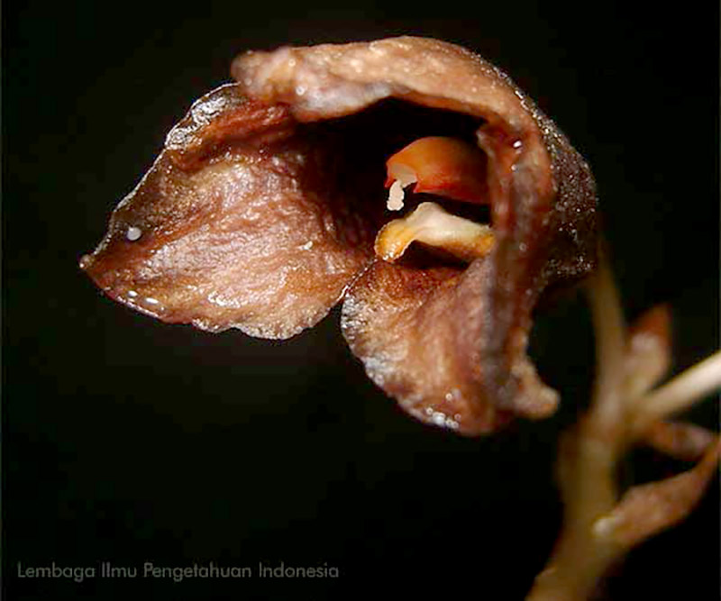 Gastrodia bambu disebut anggrek hantu karena bunga ini berasal dari kelompok holomikotropik. Foto: LIPI
