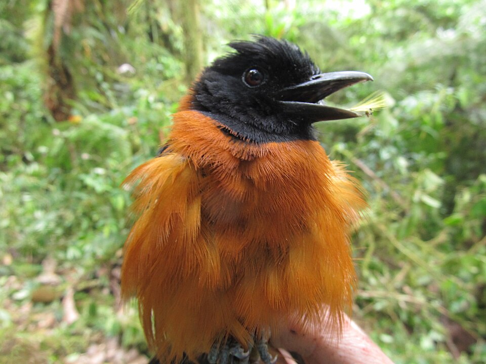 Warna kontras hitam dan oranye pada Hooded Pitohui bukan sekadar hiasan. Dalam dunia fauna, ini adalah sinyal peringatan (aposematisme) bahwa sang burung memiliki senjata kimia yang bisa menyebabkan rasa kebas seketika saat disentuh. Sumber Foto: Benjamin Freeman / CC BY 4.0