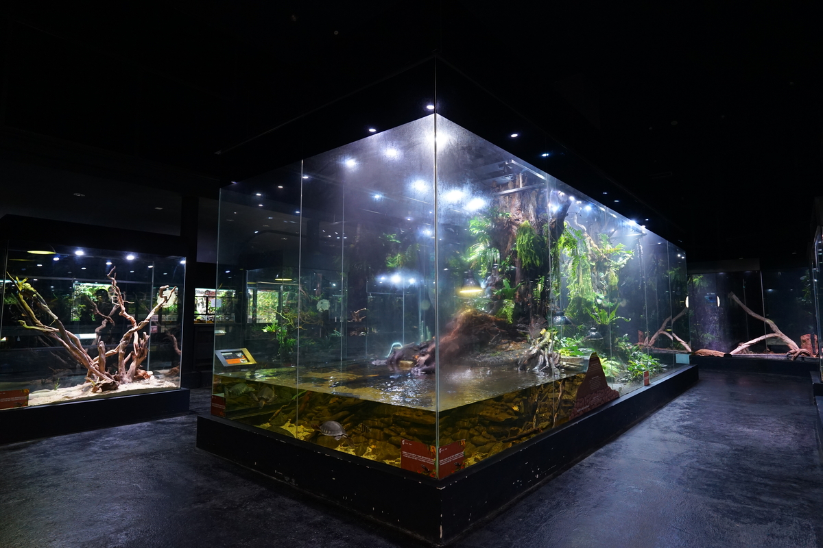 Museum Komodo Jagat Satwa Nusantara TMII