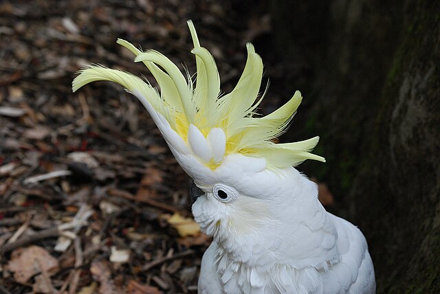 Seluruh bulu berwarna putih dengan jambur berwarna kuning cerah (Gambar: https://commons.wikimedia.org/w/index.php?search=Cacatua+sulphurea&title=Special%3AMediaSearch&type=image)