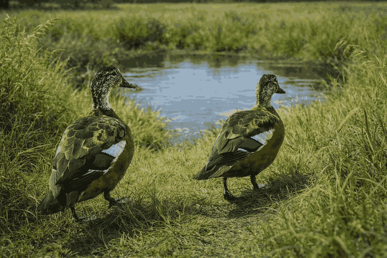 Ia bisa terbang kuat, tetapi lebih sering berjalan atau berenang (Gambar: ChatGPT Image)