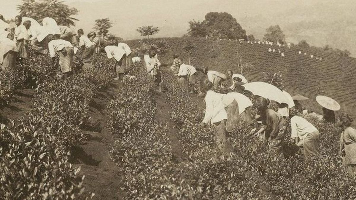 Petani di Priangan, Jawa Barat, saat memanen teh pada masa kolonial; pasokan masif dari perkebunan inilah yang menyediakan