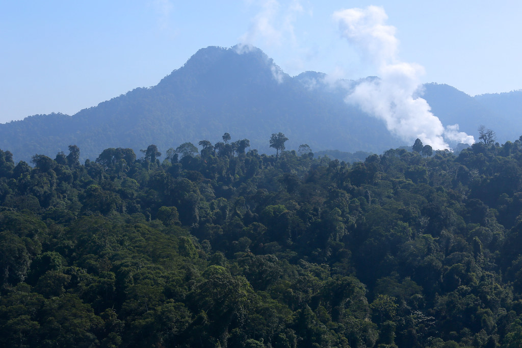 Taman Nasional Halimun Salak. Sumber: Flickr/CIFOR-ICRAF.