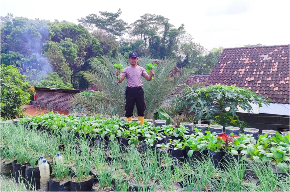 Dari atap rumah seluas 90 meter, Aipda Agus menanam kebutuhan dapur sendiri. Sisanya, dijual ke pasar.