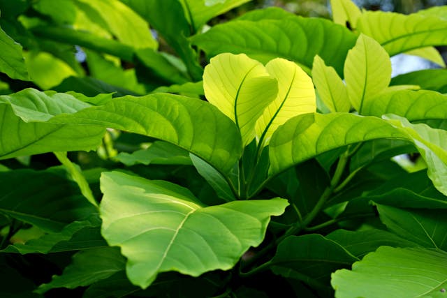 Ilustrasi Daun Jati (pexels.com/hartono subagio)