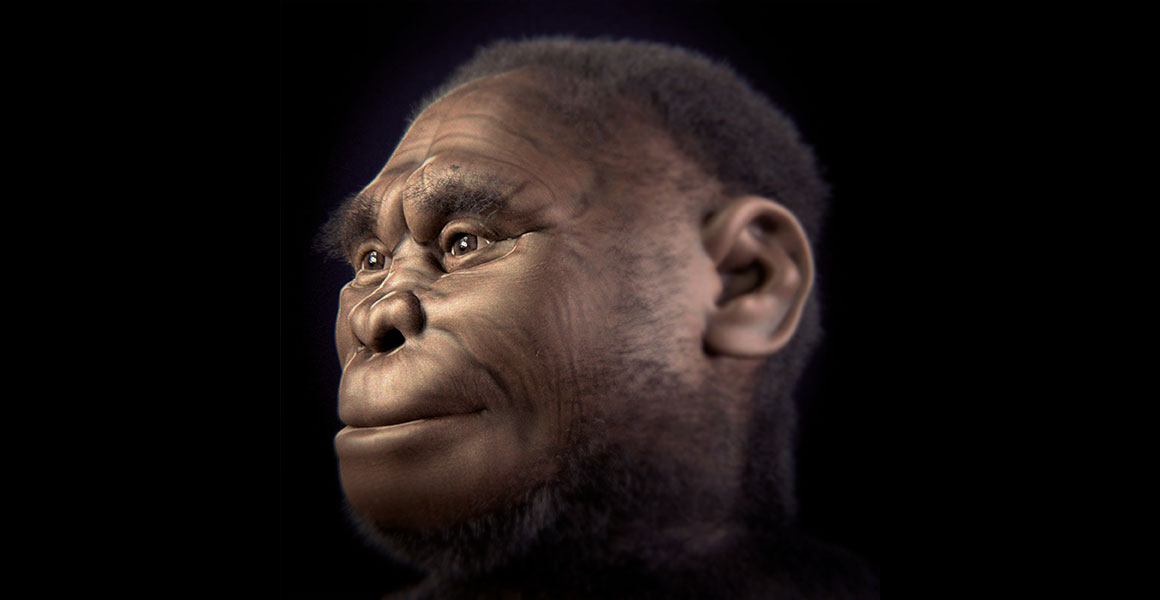 Homo Floresiensis, Manusia Purba Kerdil dari Pulau Flores. Foto nhm.ac.uk