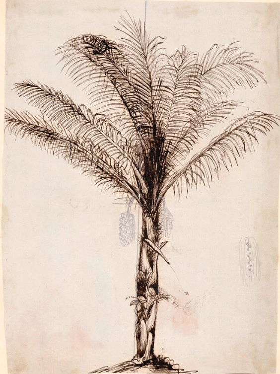 Sketsa Arenga pinnata oleh Wallace di Celebes (Sulawesi), yang dikerjakan ulang oleh Walter Hood Fitch.