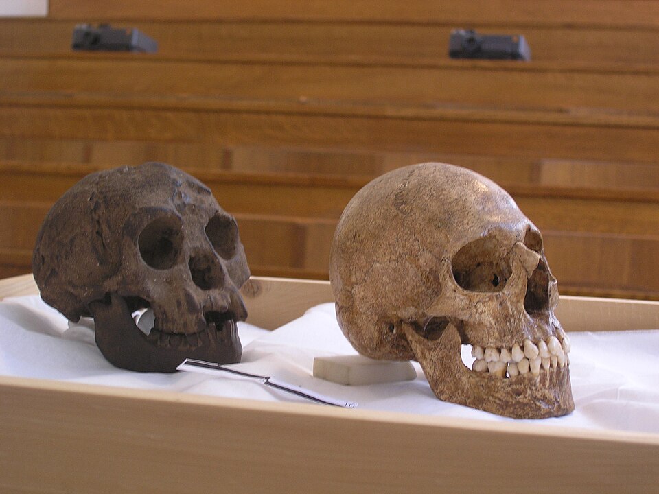 Salinan tengkorak H. floresiensis 