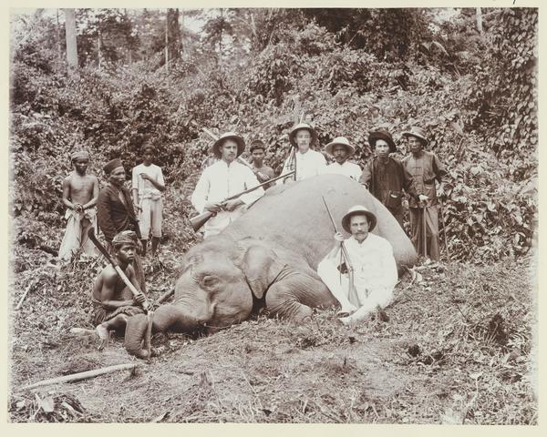 Para pemburu dan gajah yang sudah tersungkur mati di perkebunan Deli, sekitar 1905. Sumber: KITLV A299-Jagers met een geschoten olifant dalam digitalcollections.universiteitleiden.nl (open access).