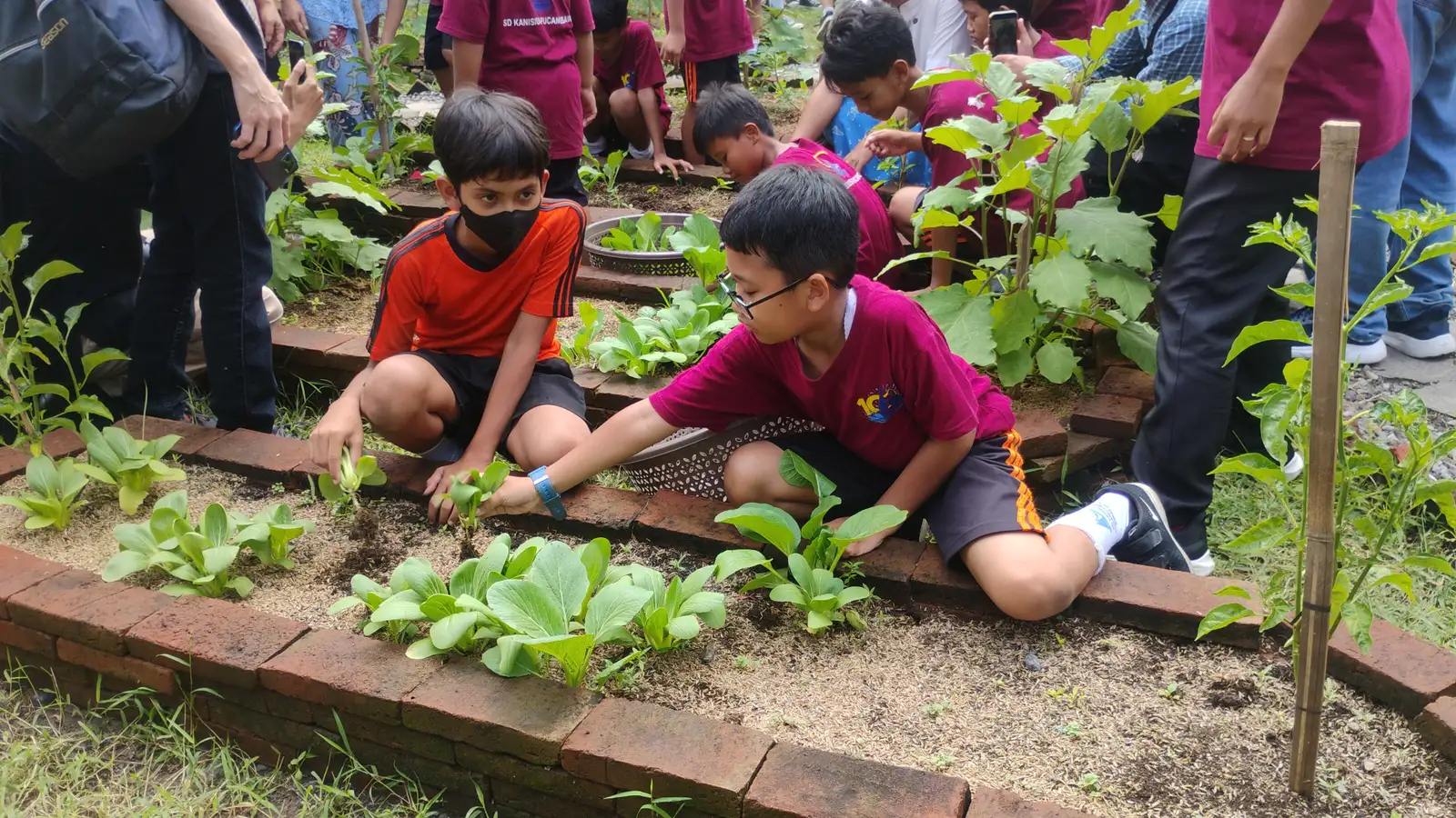 Siswa SD Kanisius Solo panen sayuran di kebun sekolah