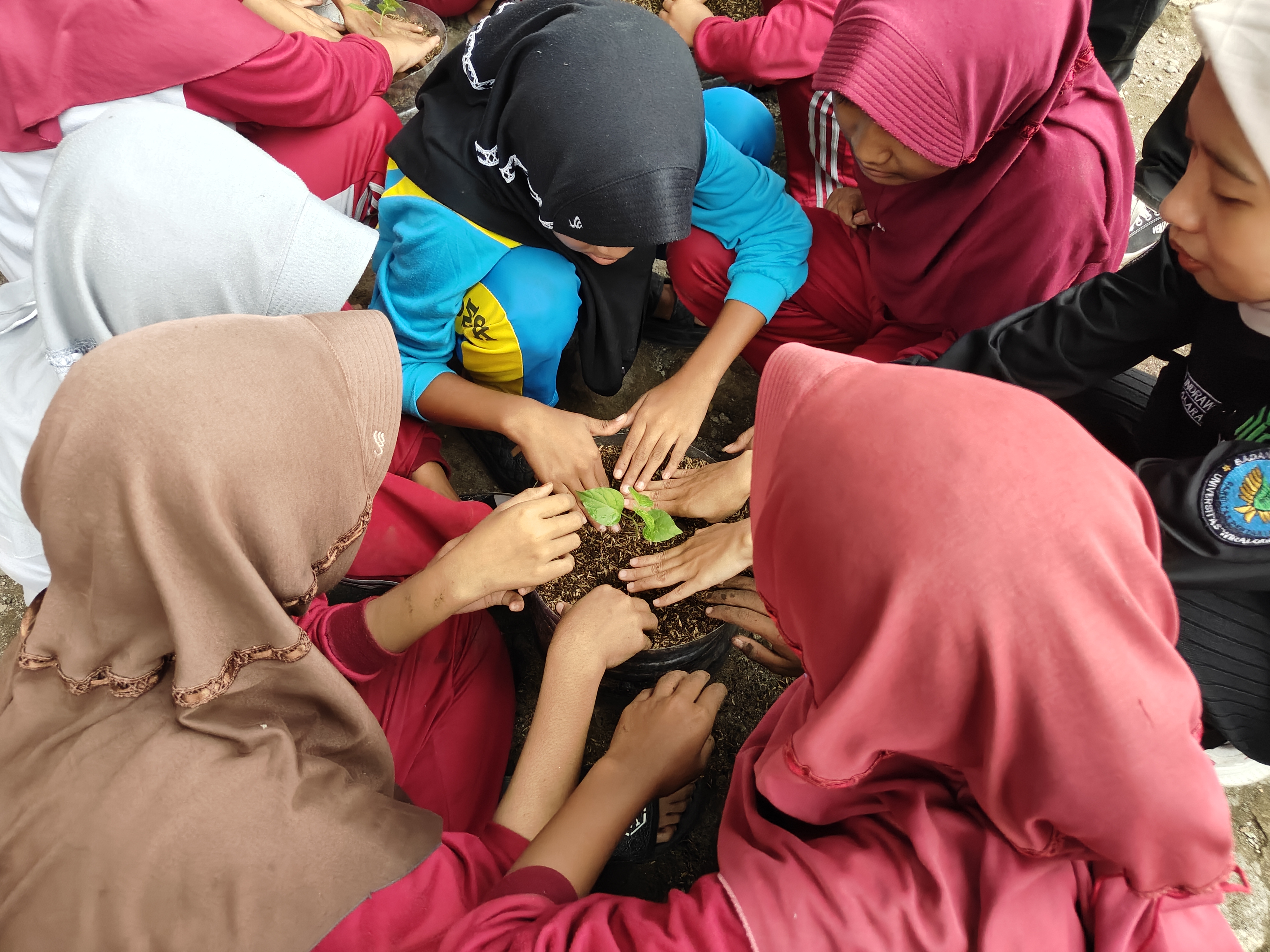 1770463909171.jpg Penanaman Langsung (Benih dan Bibit)