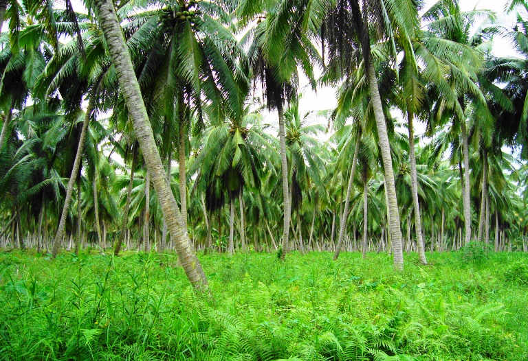 Indonesia adalah surganya pohon kelapa | Wikimedia commons