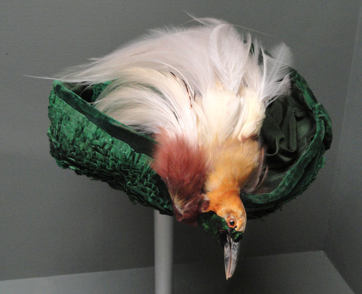 Topi yang menggunakan burung sebagai aksesorisnya | Gambar Museum Victoria
