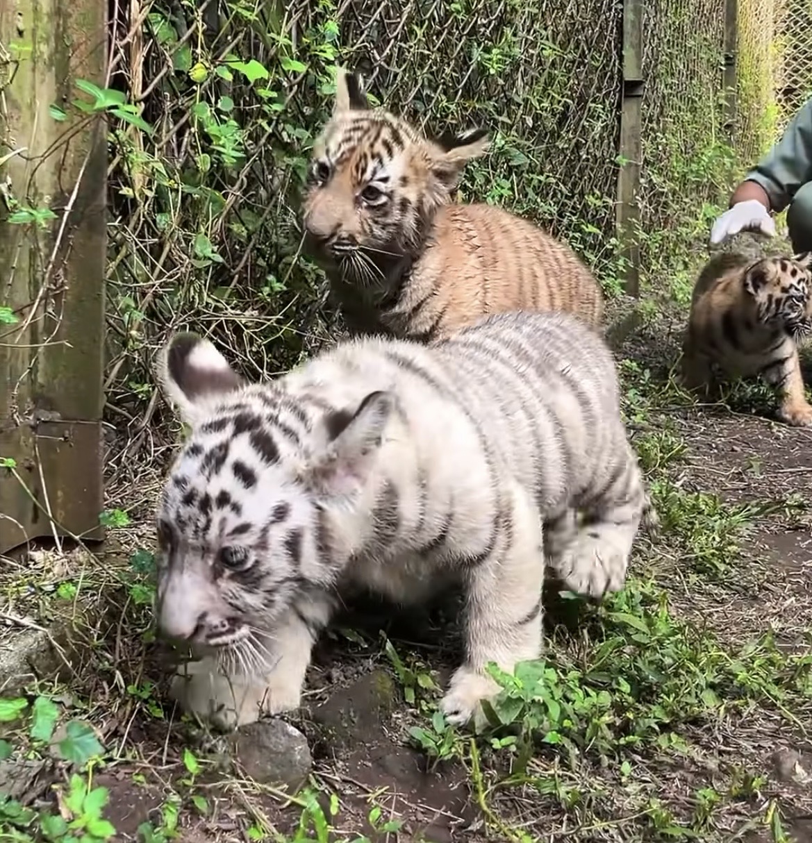 4 bayi harimau sumatra pringen, harimau sumatra, harimau sumatera, taman safari indonesia