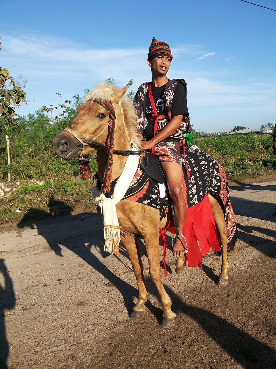 kuda sandalwood di sumba