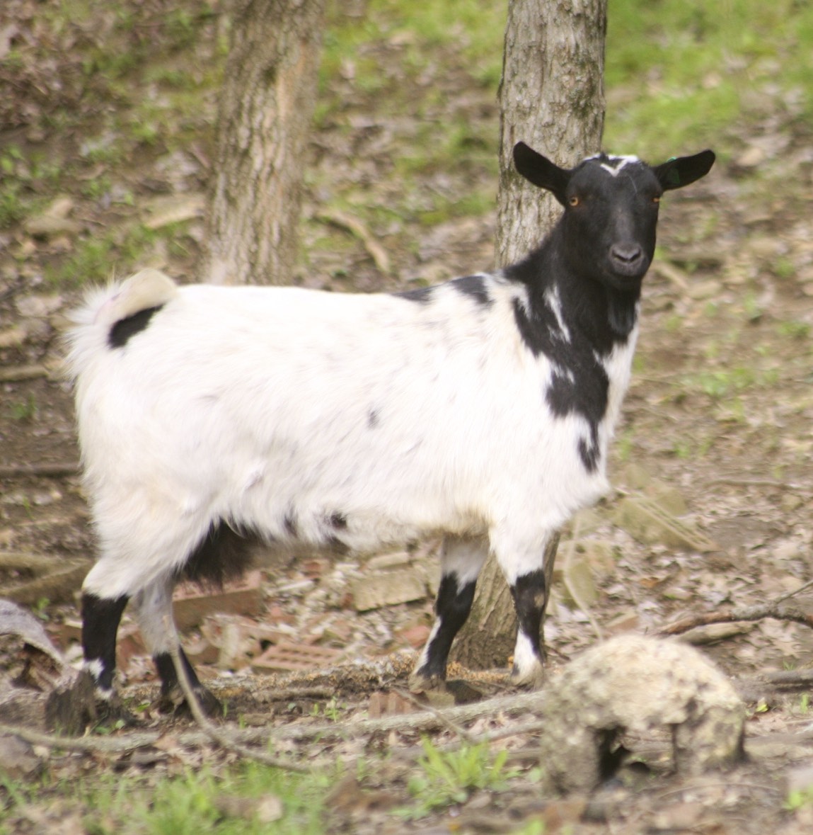 Myotonic Goat | commons.wikimedia.org/Томасина