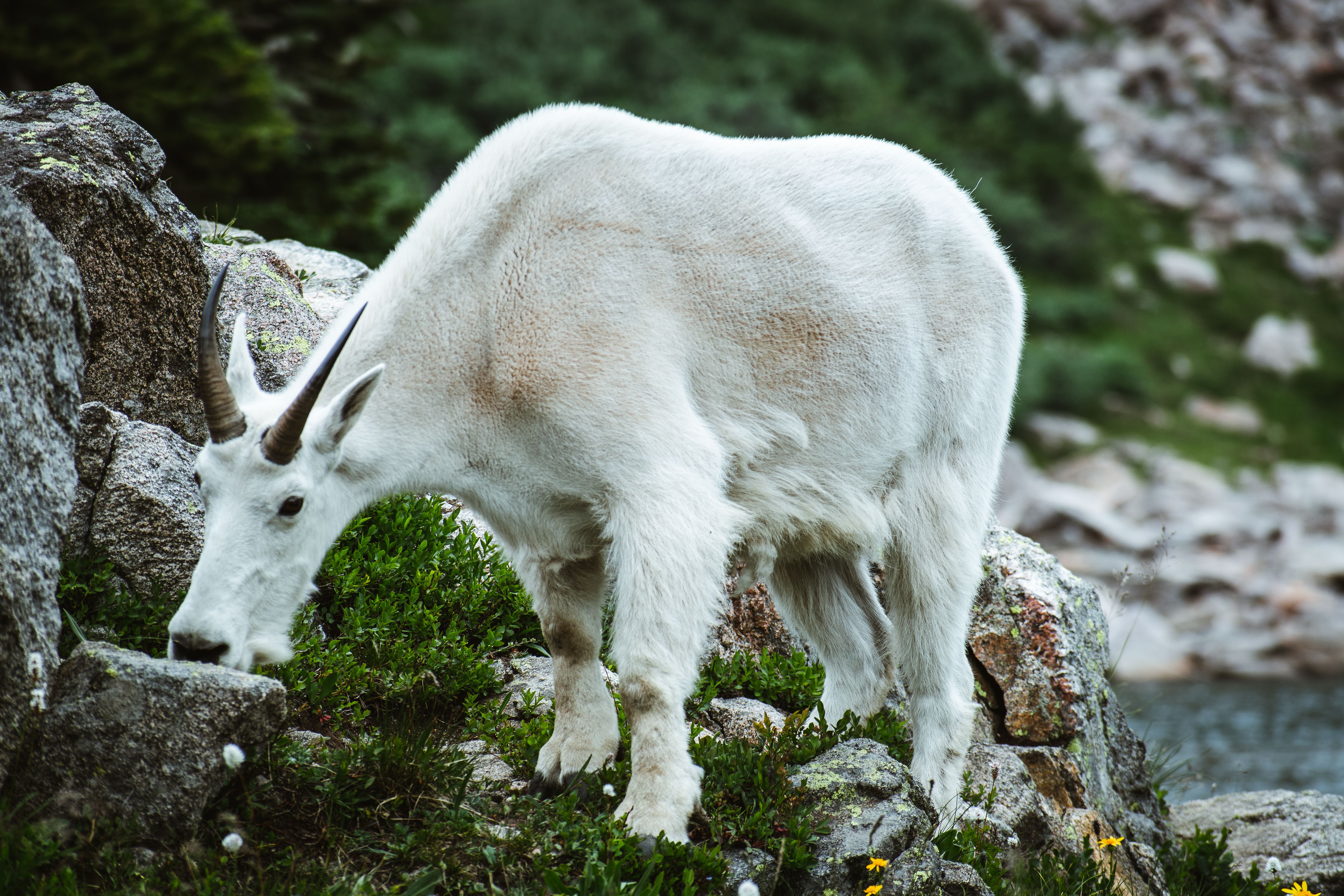 Mountain goat | pexels.com/Harrison Fitts