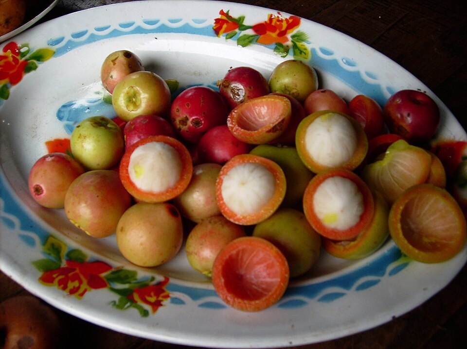 Buah Mundar Khas Kalimantan, Si Kerabat Manggis | Wikimedia Commons @Ezagren